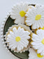 Daisy Flower Cookie Stamp & Cutter